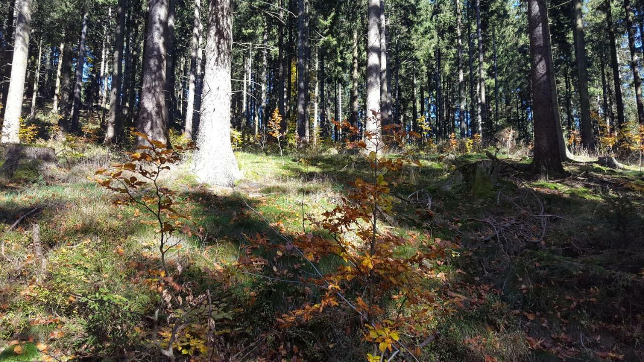 Ferienhaus Bergidylle Winterberg Exteriör bild